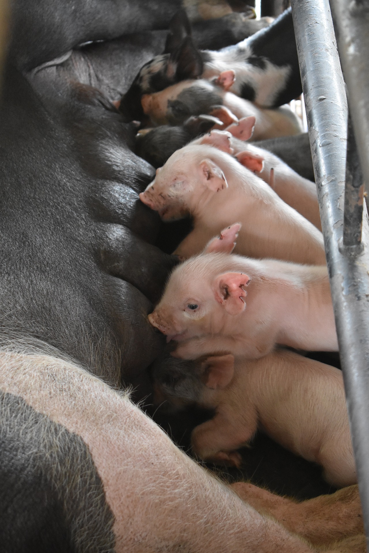 PRRS monitoring by processing fluids in Italian swine breeding farms ...