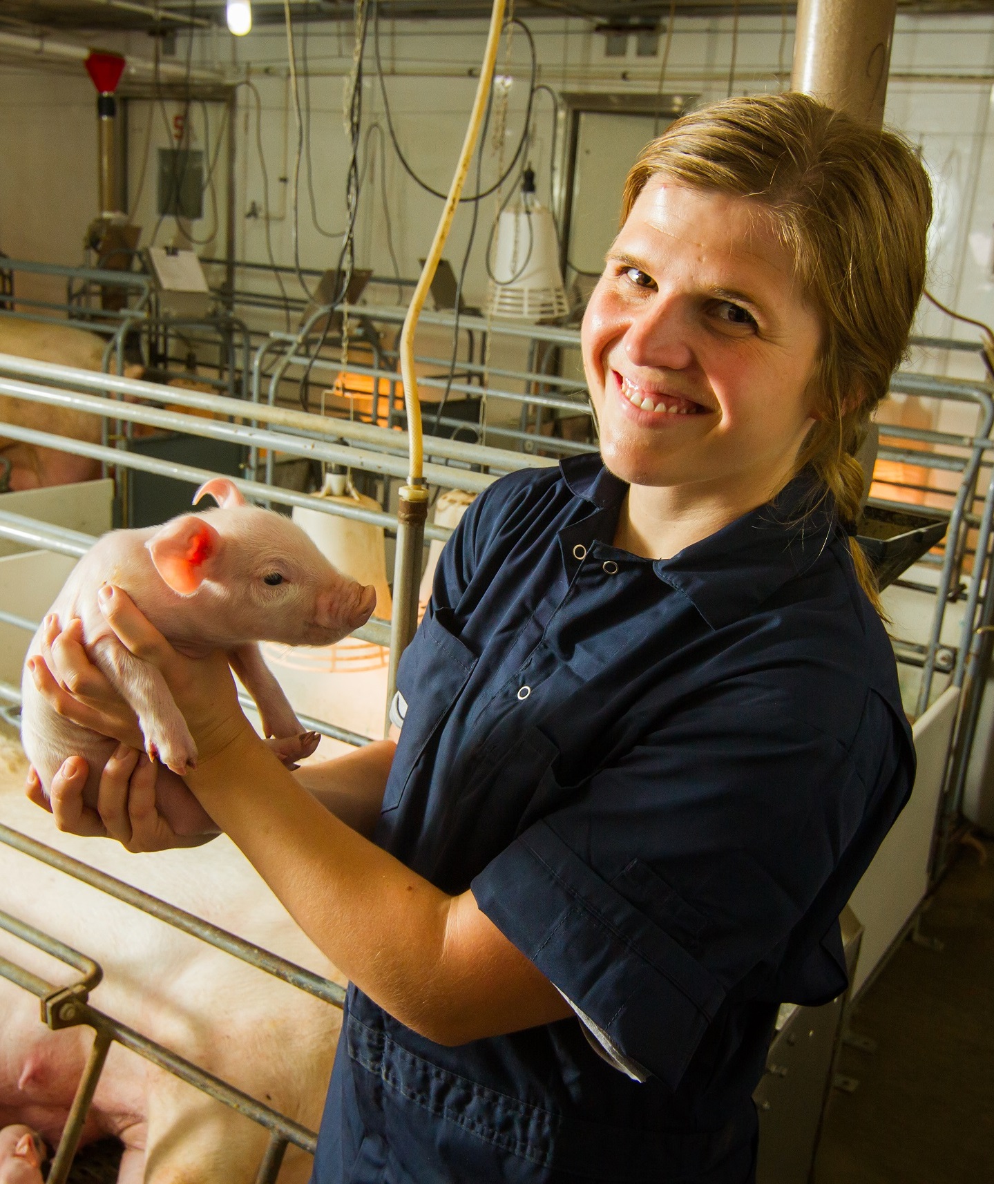 Midwest Veterinarian Earns Top U.S. Swine Award Swine in Minnesota